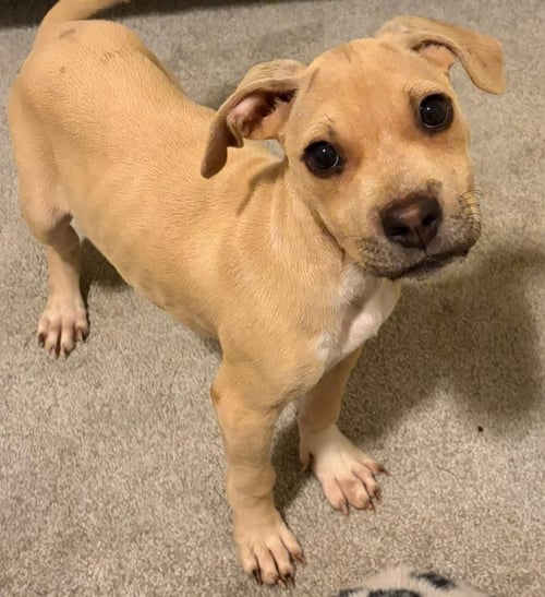 SCOUT - Black Mouth Cur / American Staffordshire Terrier available for adoption