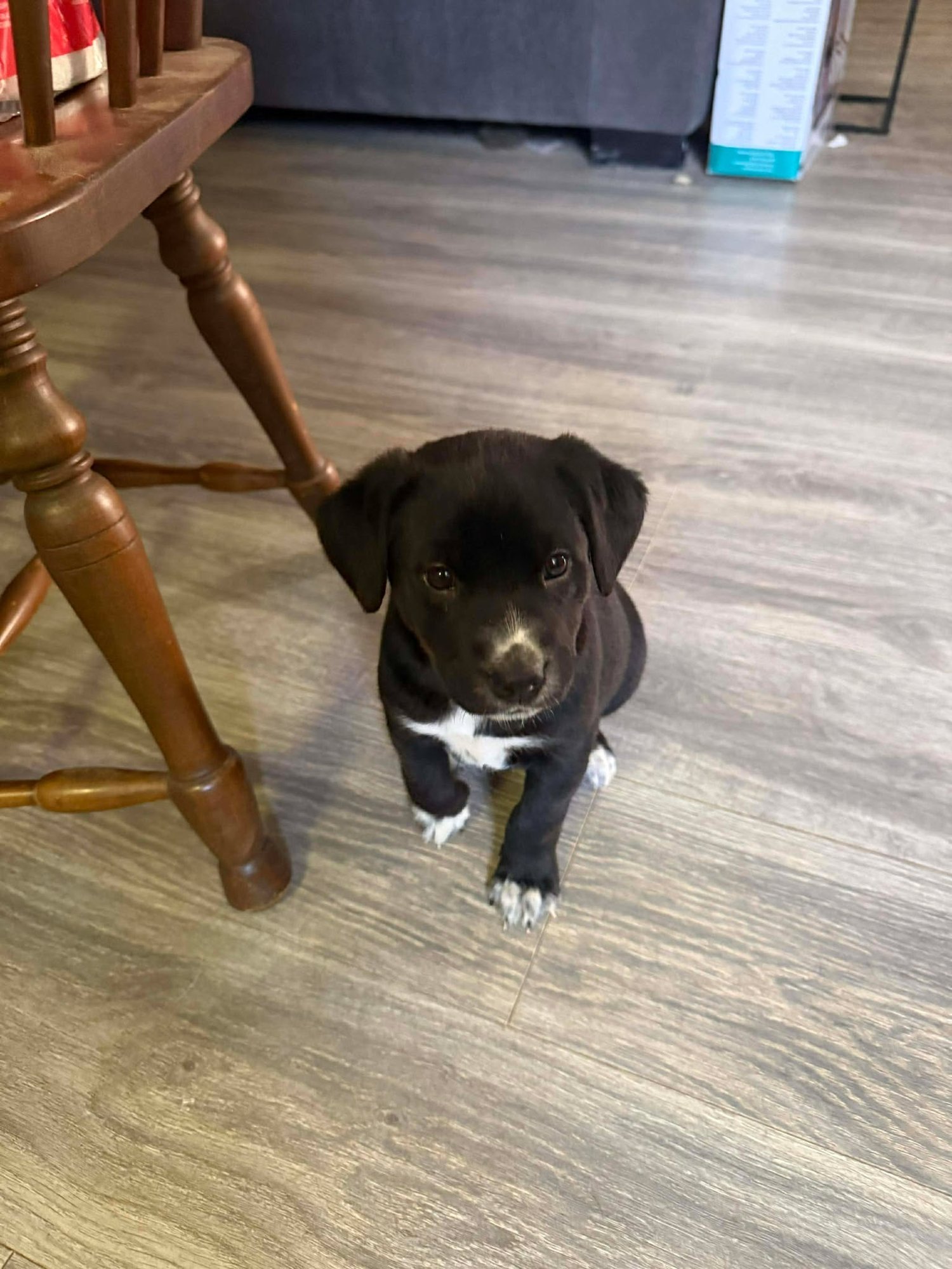 EBONY - Black Labrador Retriever / Pit Bull Terrier available for adoption