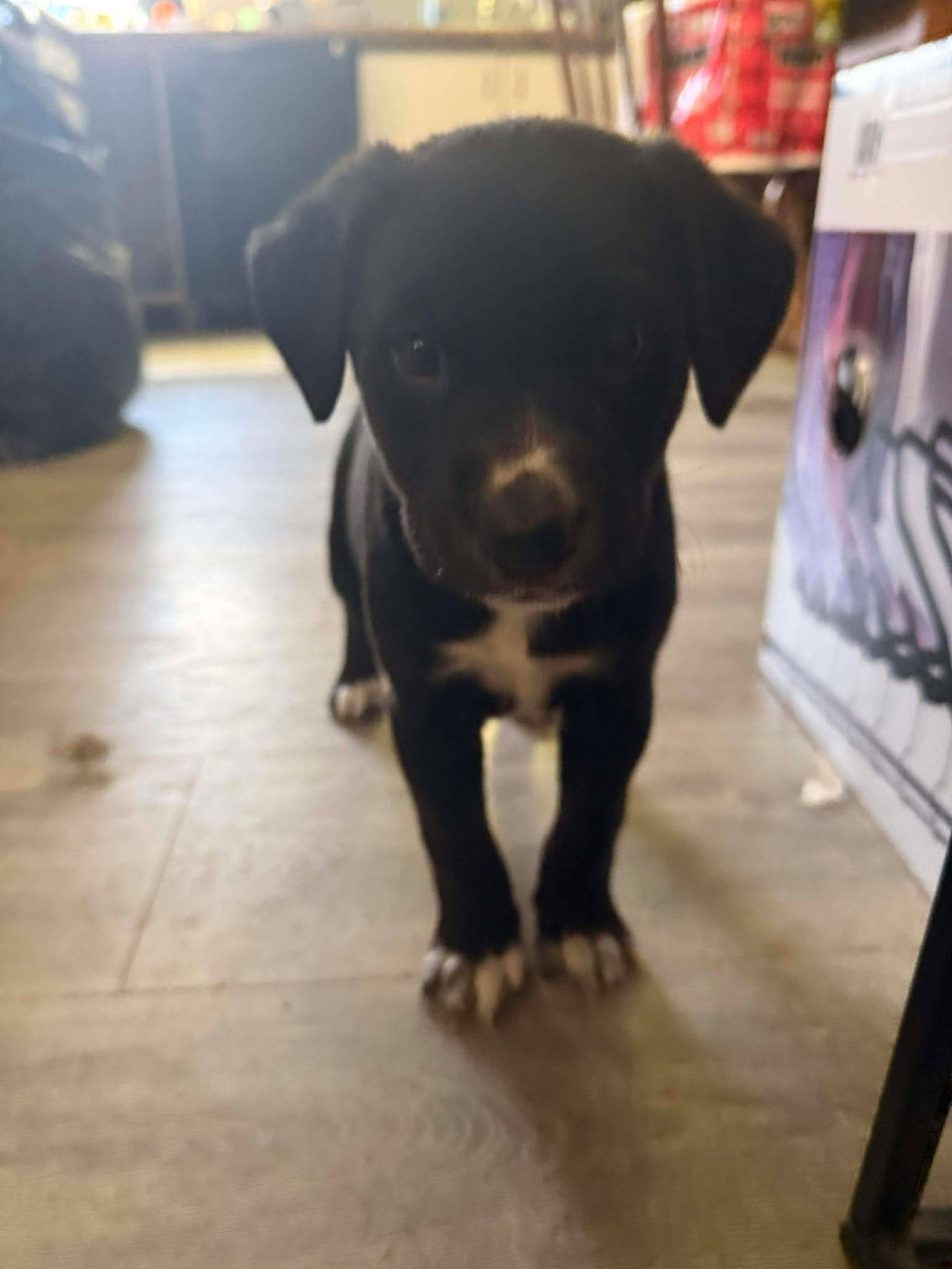 EBONY - Black Labrador Retriever / Pit Bull Terrier available for adoption