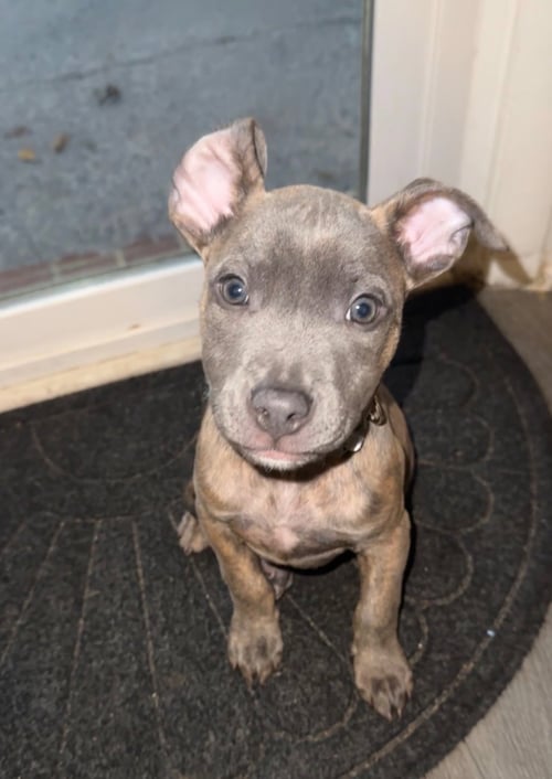 SPORK (CAMPING LITTER) - American Staffordshire Terrier / Terrier available for adoption