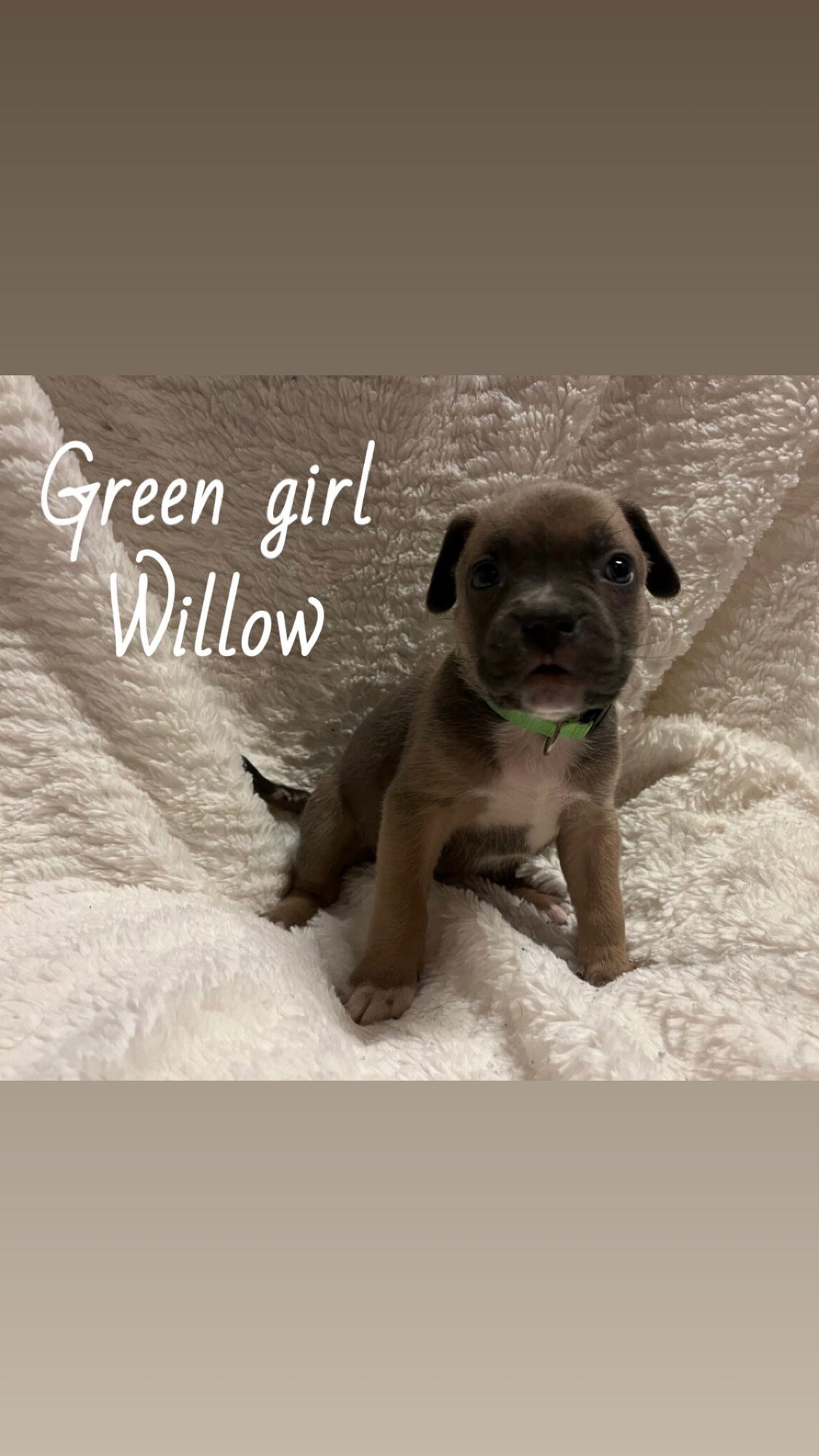WILLOW - THE LOYAL-TREE LITTER - Boxer / Terrier available for adoption