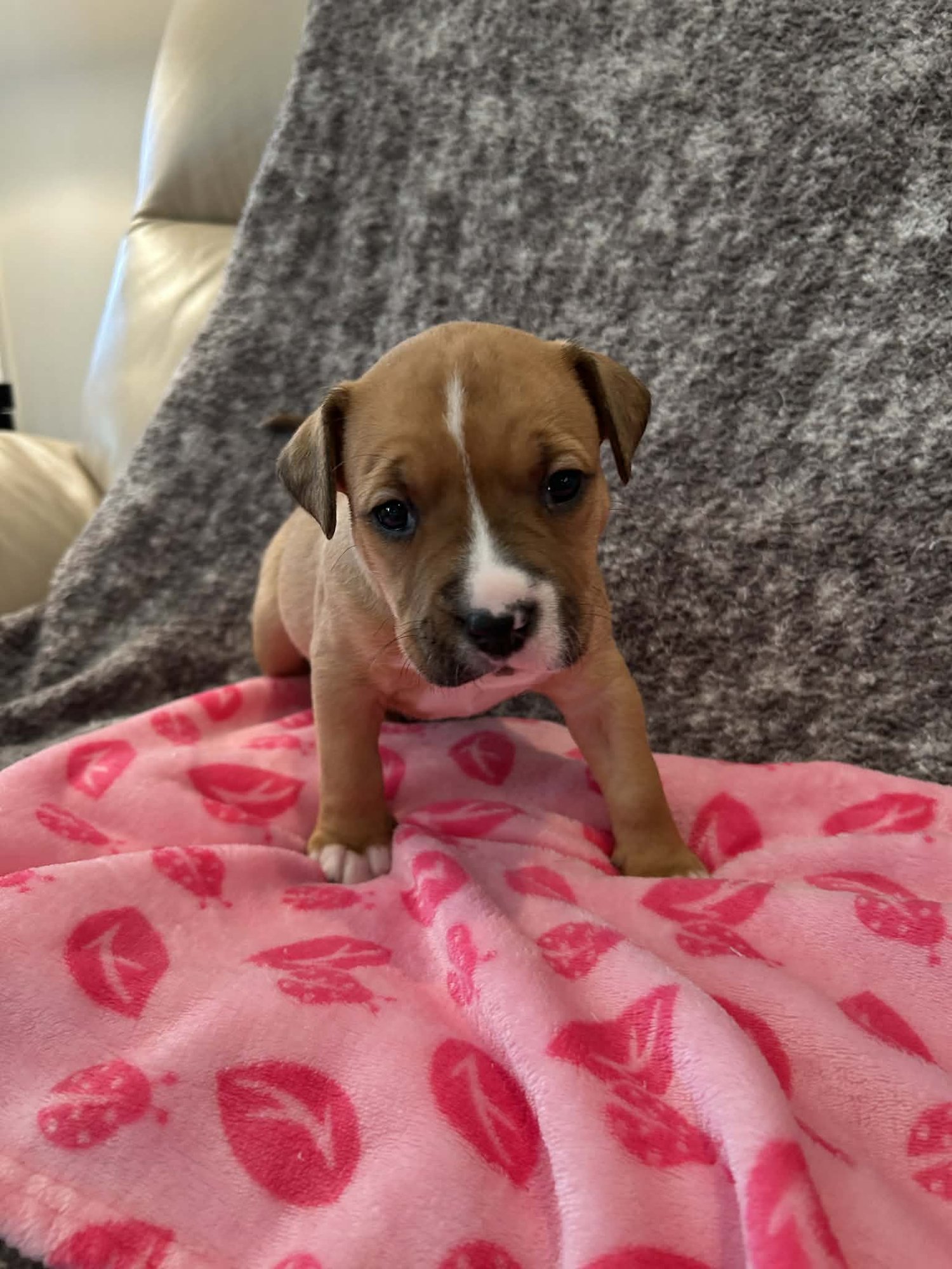 AVA - GOLDEN HOUR LITTER - American Staffordshire Terrier available for adoption