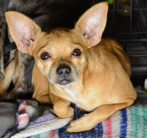 CHIQUITA - Chihuahua available for adoption