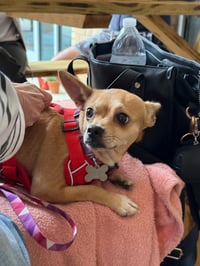 Chiquita - Photo 3
