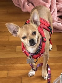 Chiquita - Photo 7