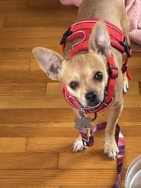 Chiquita - Photo 5