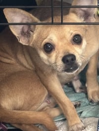 Chiquita - Photo 6