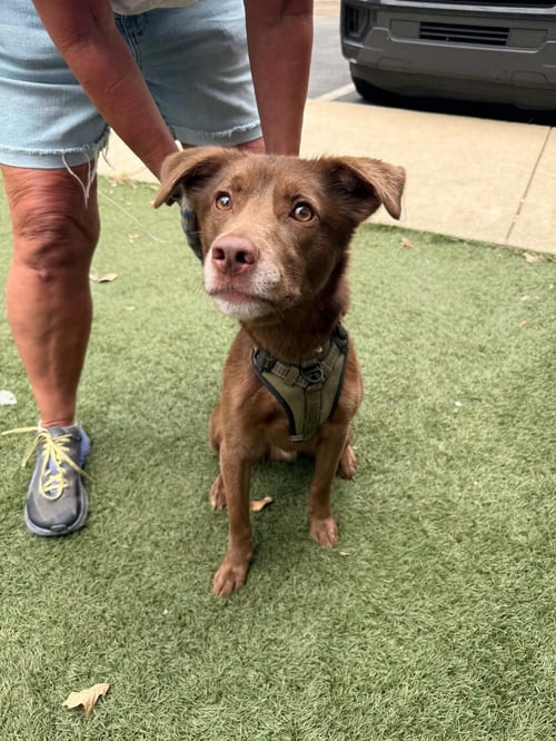 WHISKEY - Labrador Retriever / Australian Kelpie available for adoption