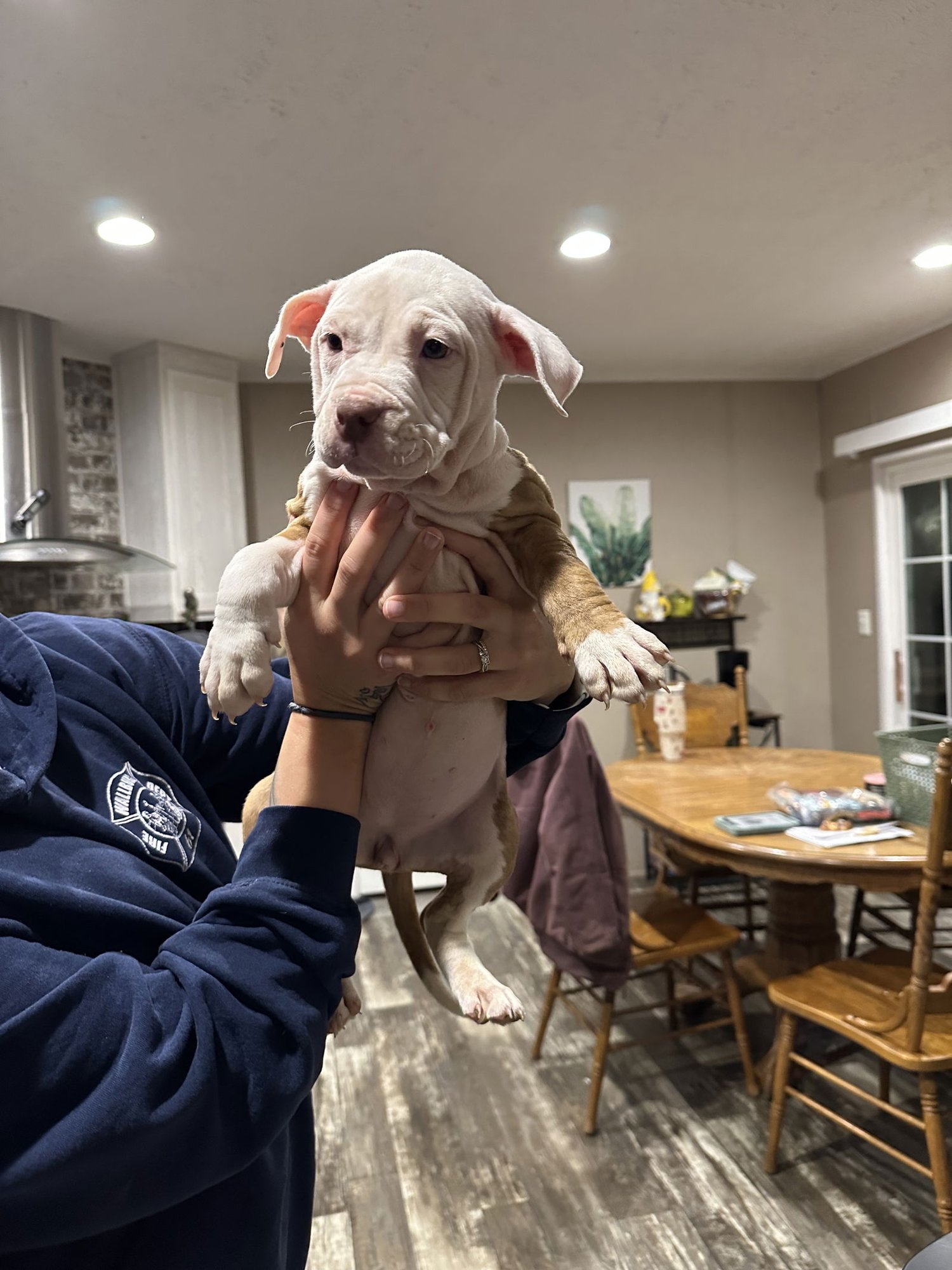 DASHER - American Staffordshire Terrier available for adoption