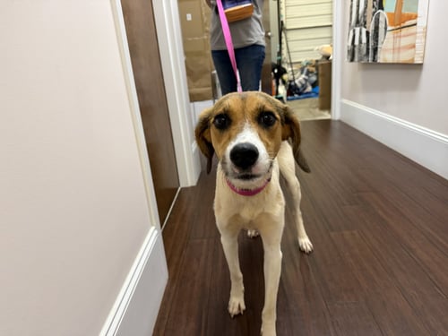 BRINLEY - Hound available for adoption