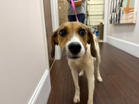 Brinley - Photo 2