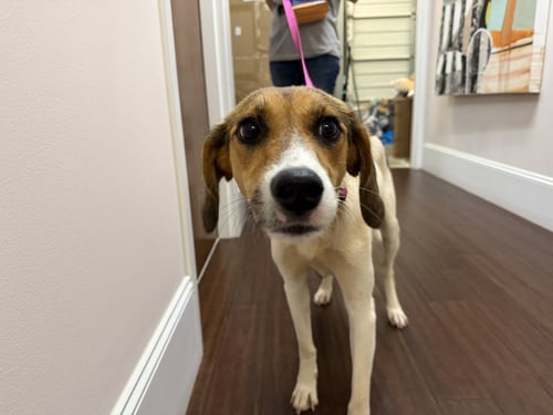 BRINLEY - Hound available for adoption