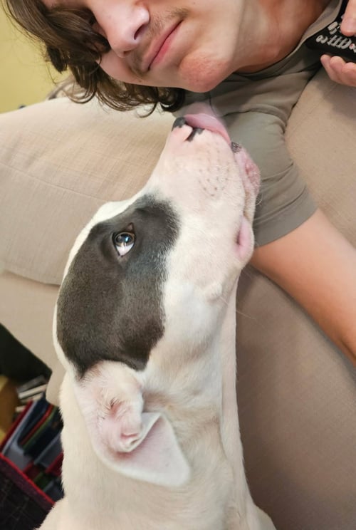 BETTY WHITE - American Pit Bull Terrier available for adoption