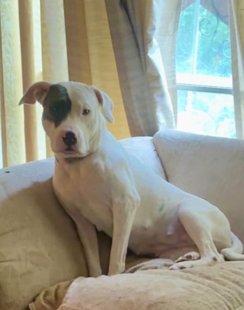 BETTY WHITE - American Pit Bull Terrier available for adoption