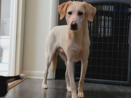 LEXI - Labrador Retriever available for adoption