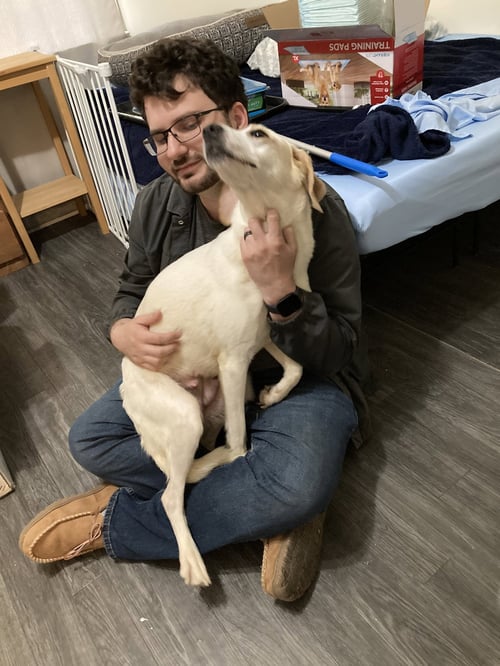 LEXI - Labrador Retriever available for adoption