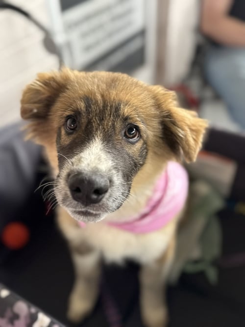 BANDIT - Shepherd / Bernese Mountain Dog available for adoption