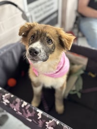 Bandit - Photo 2