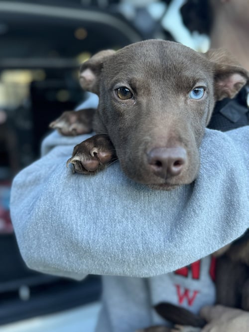 THELMA - Unknown available for adoption