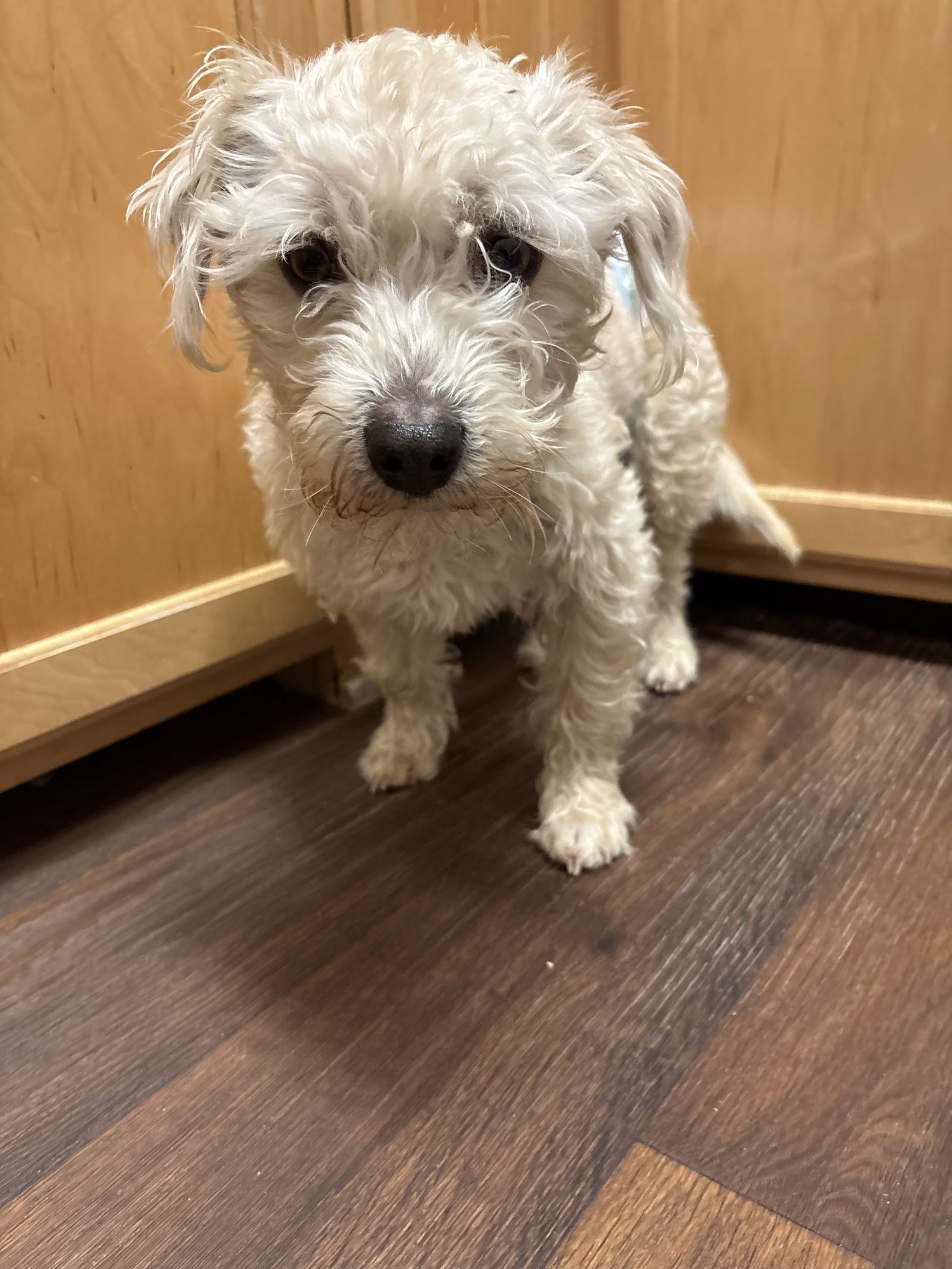 SCOUT - Yorkshire Terrier Yorkie available for adoption