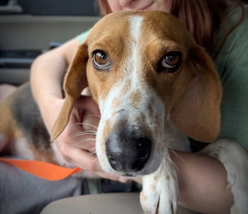 HONEY BEE - Beagle available for adoption