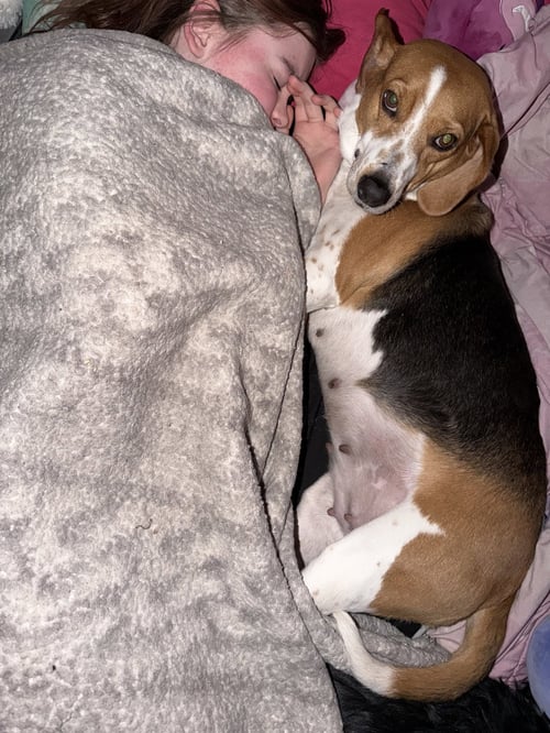 HONEY BEE - Beagle available for adoption