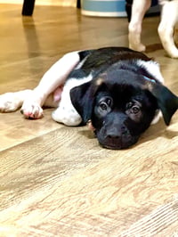 Doc (mascot litter) - Photo 2