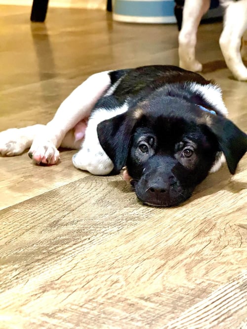 DOC (MASCOT LITTER) - German Shepherd Dog / Labrador Retriever available for adoption