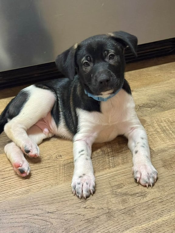 Doc (mascot litter) Image