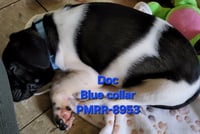 Doc (mascot litter) - Photo 5