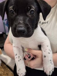 Doc (mascot litter) - Photo 4