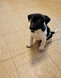 Doc (mascot litter) - Photo 3