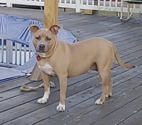 Bonnie (bonded to Clyde) - Photo 3