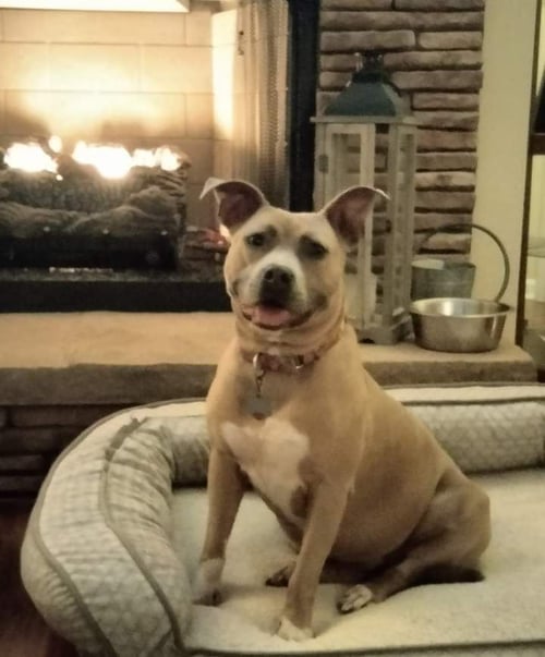 BONNIE (BONDED TO CLYDE) - Boxer / Terrier available for adoption