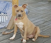 Bonnie (bonded to Clyde) - Photo 2
