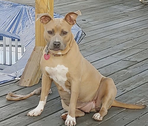 BONNIE (BONDED TO CLYDE) - Boxer / Terrier available for adoption