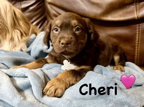 CHERI- BELLES & BEAU LITTER - American Staffordshire Terrier available for adoption