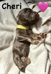 Cheri- Belles & Beau Litter - Photo 4