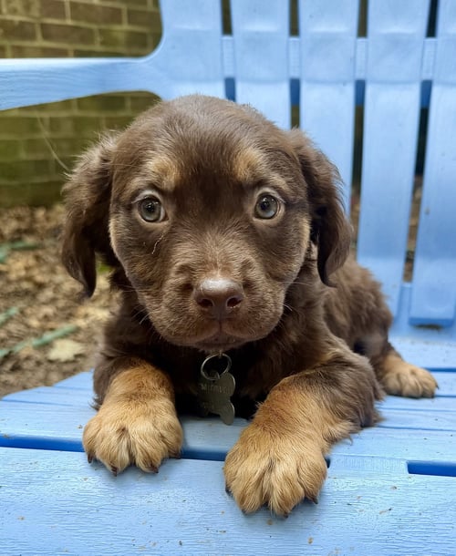 CHERI- BELLES & BEAU LITTER - American Staffordshire Terrier available for adoption