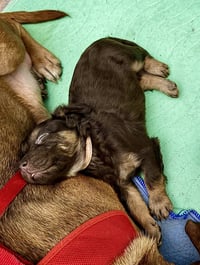 Cheri- Belles & Beau Litter - Photo 3