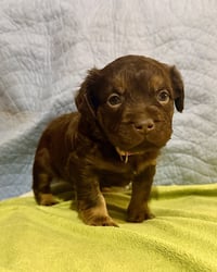 Cheri- Belles & Beau Litter - Photo 2