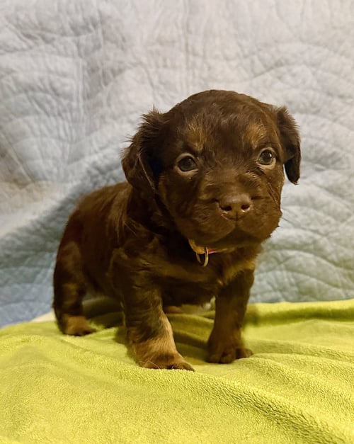 CHERI- BELLES & BEAU LITTER - American Staffordshire Terrier available for adoption