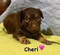 Cheri- Belles & Beau Litter - Photo 1