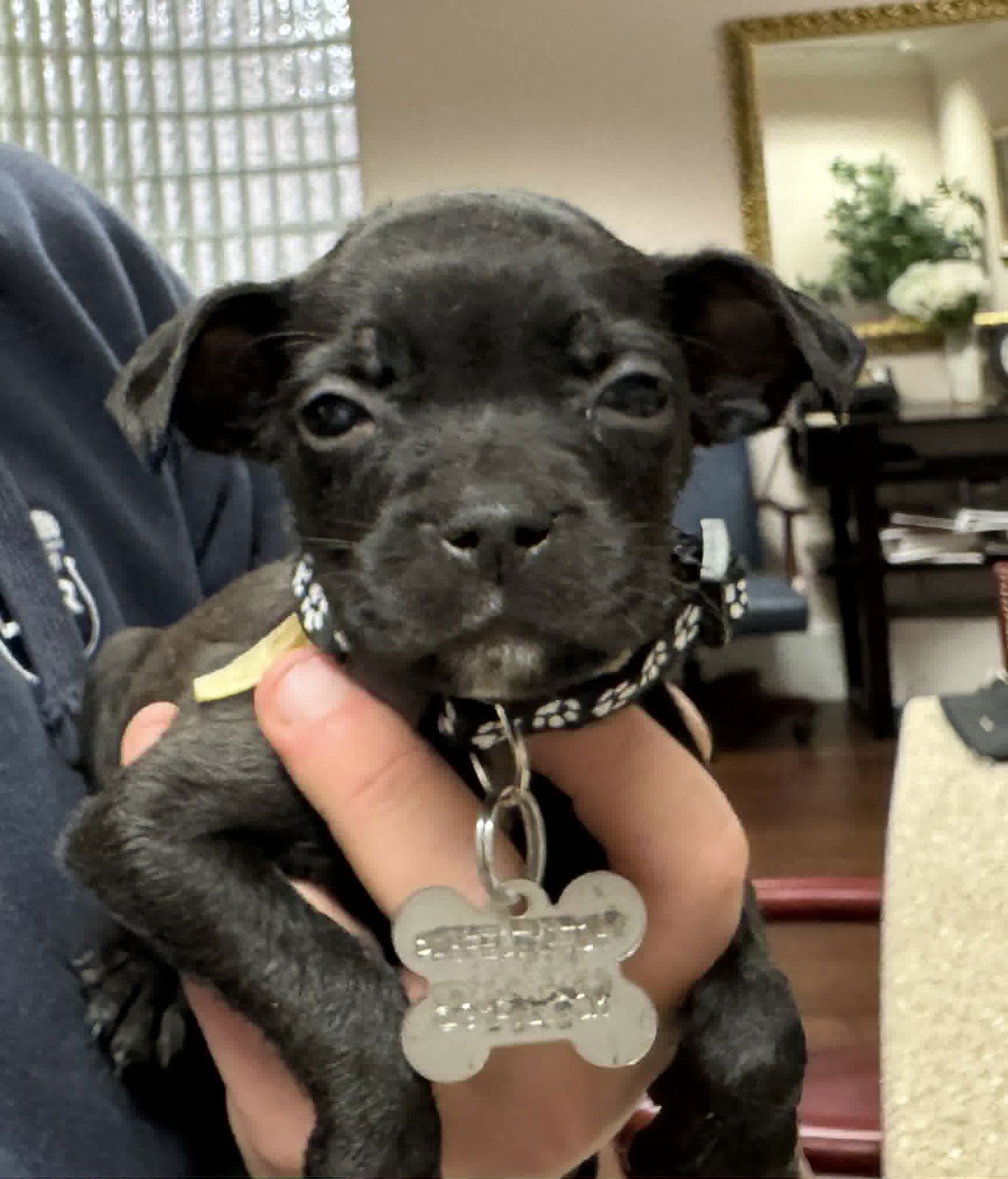 BABA O'REILLY - Hound / Australian Cattle Dog/Blue Heeler available for adoption