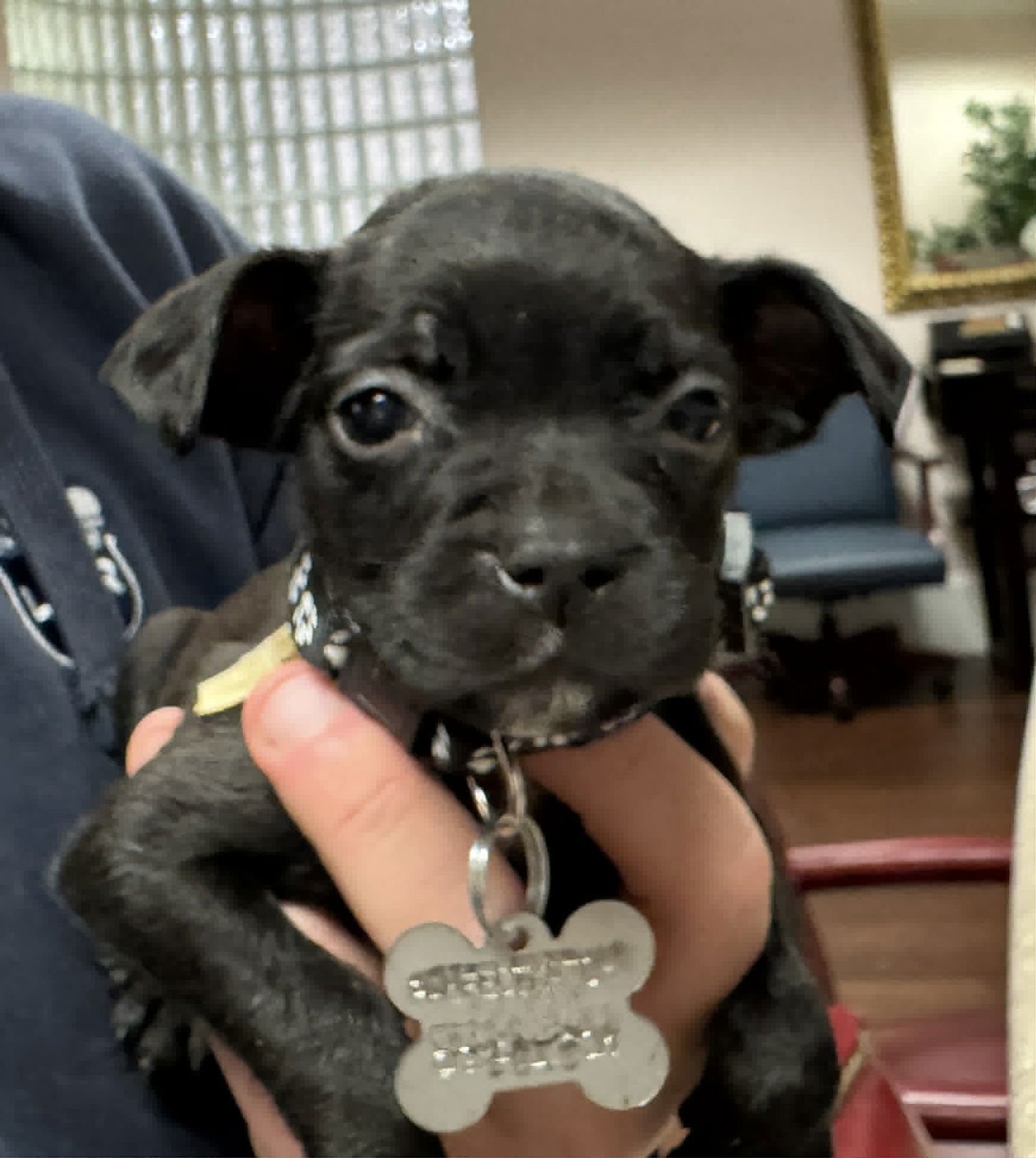 BABA O'REILLY - Hound / Australian Cattle Dog/Blue Heeler available for adoption