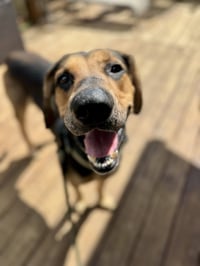 Chip - Photo 5