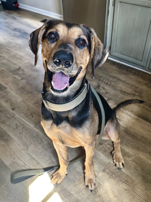 CHIP - German Shepherd Dog / Hound available for adoption