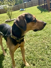 Chip - Photo 6