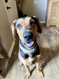 Chip - Photo 2