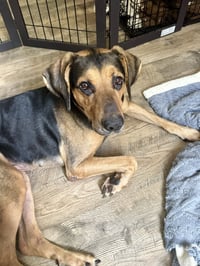 Chip - Photo 3